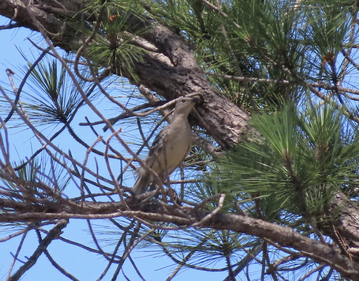 Ойсея велика - ML646636635