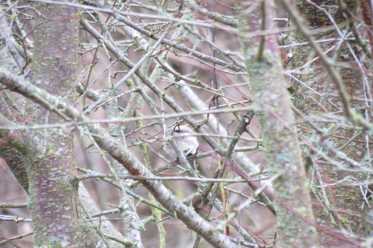 Пухляк - ML646636636