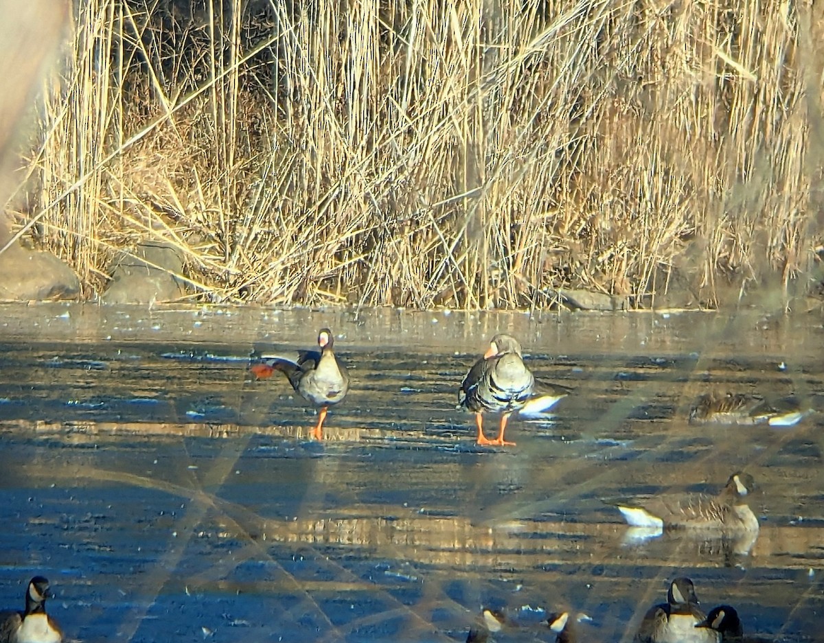 Манхин галуу - ML646636638