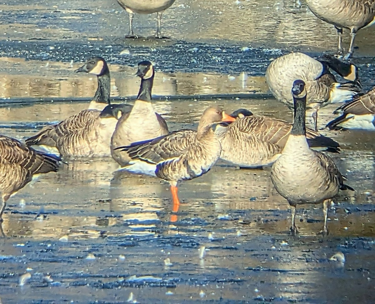 Манхин галуу - ML646636639