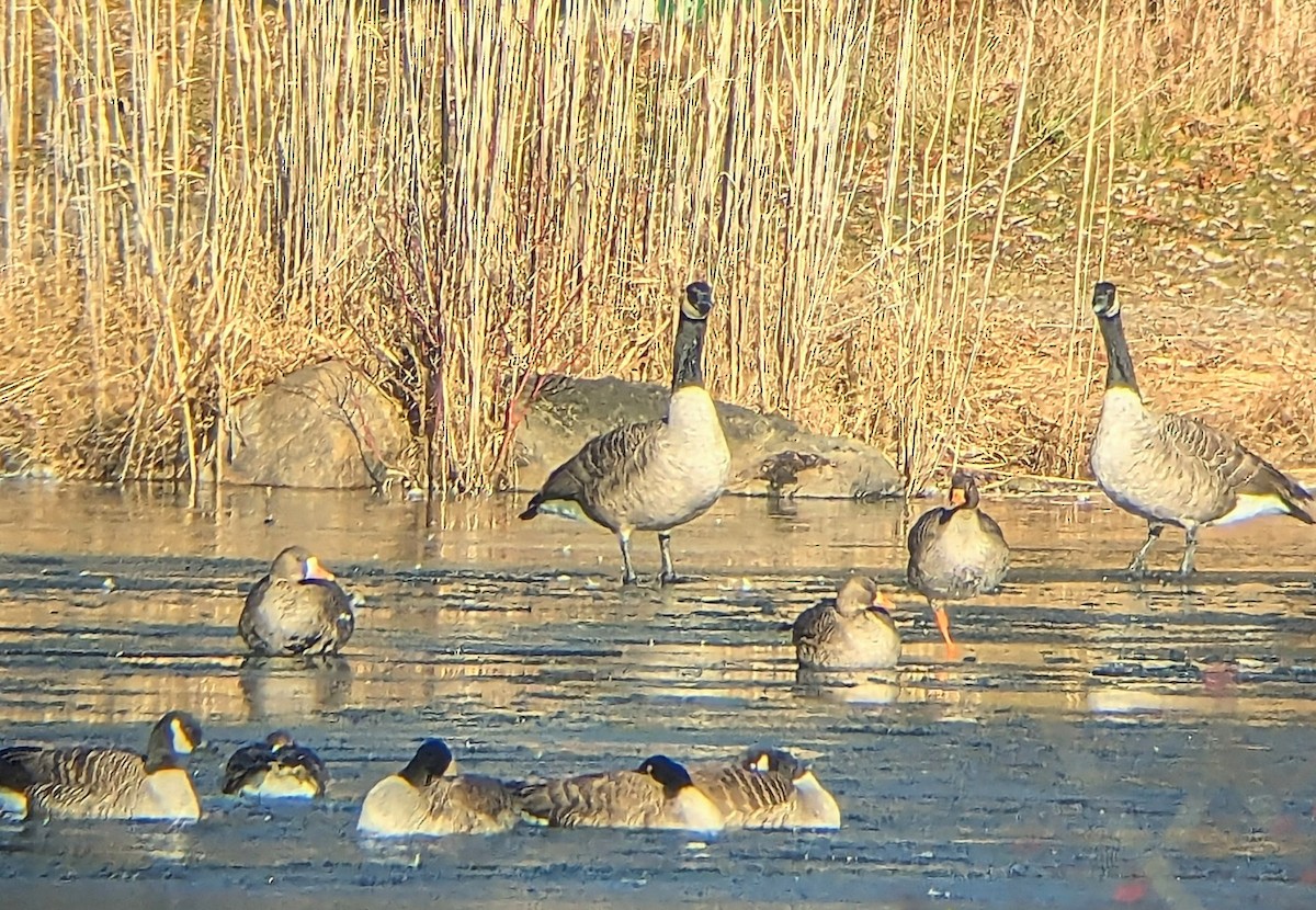 Манхин галуу - ML646636640