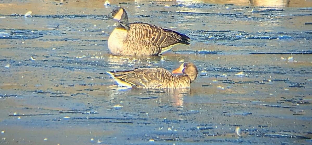 Манхин галуу - ML646636641