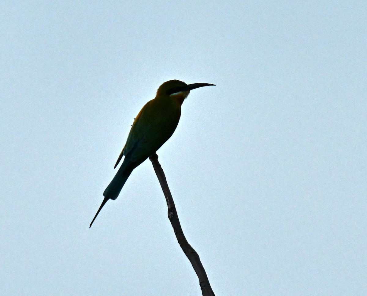 Blue-tailed Bee-eater - ML646636647