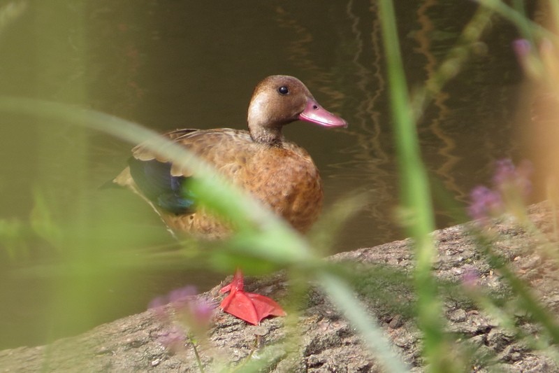 Brazilian Teal - ML646636648