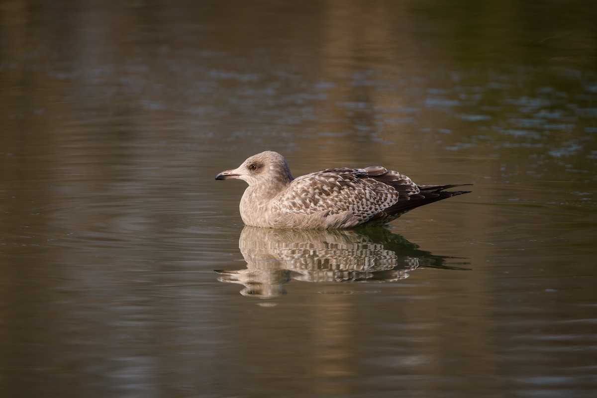 racek americký - ML646636649