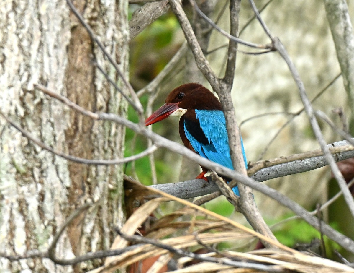 White-throated Kingfisher - ML646636652