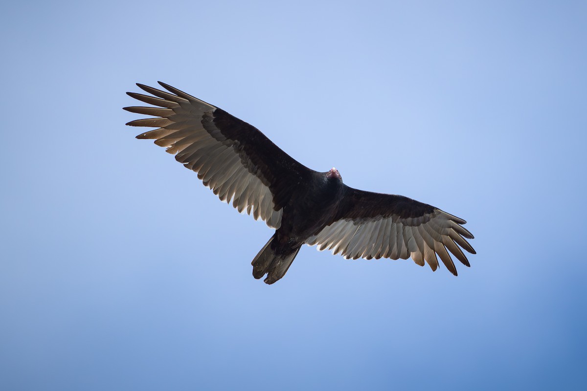 kondor krocanovitý - ML646636653