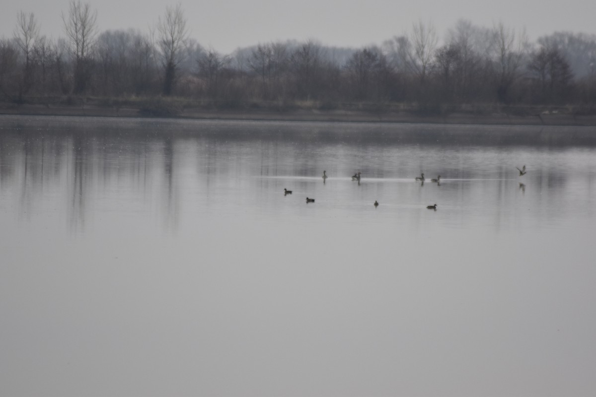 Gadwall - ML646636658