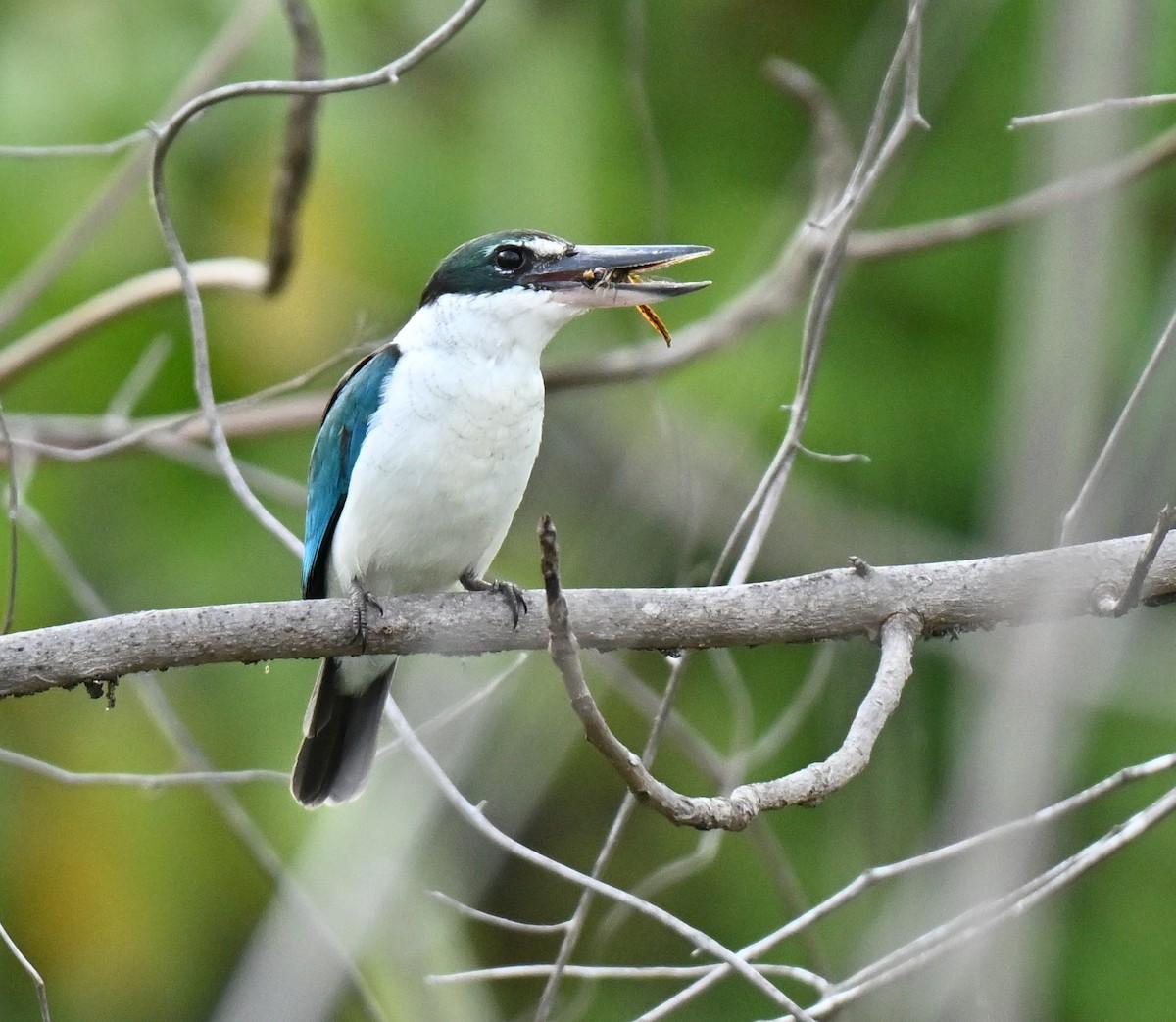 Collared Kingfisher - ML646636660
