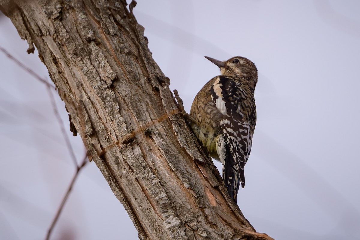 datel rudohrdlý - ML646636661