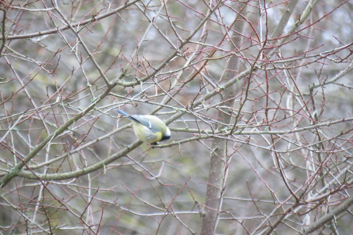 Лазоревка - ML646636662