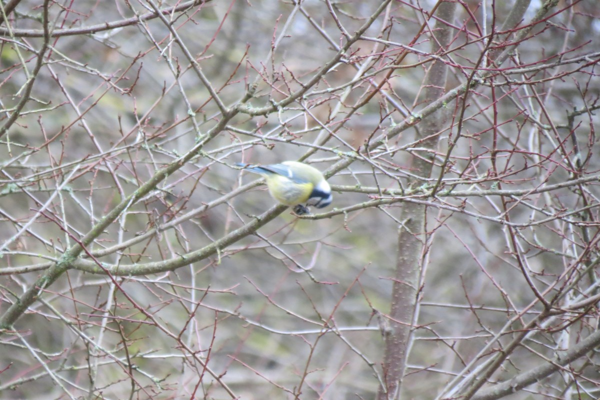 Лазоревка - ML646636663