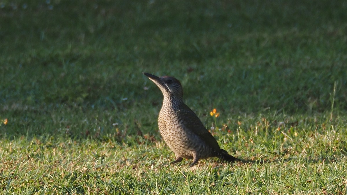 Eurasian Green Woodpecker - ML646636665