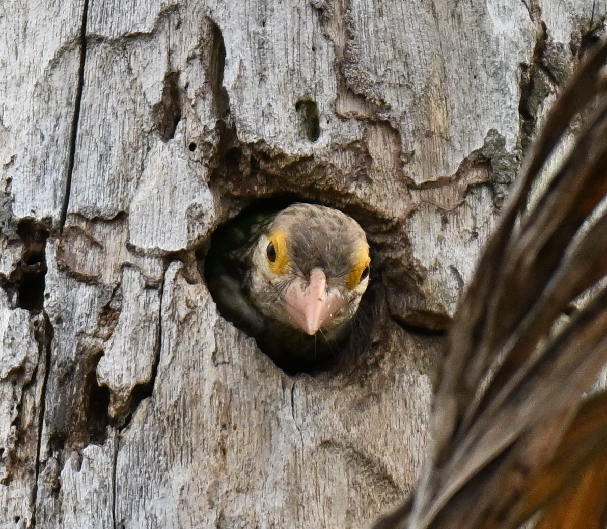 Lineated Barbet - ML646636670