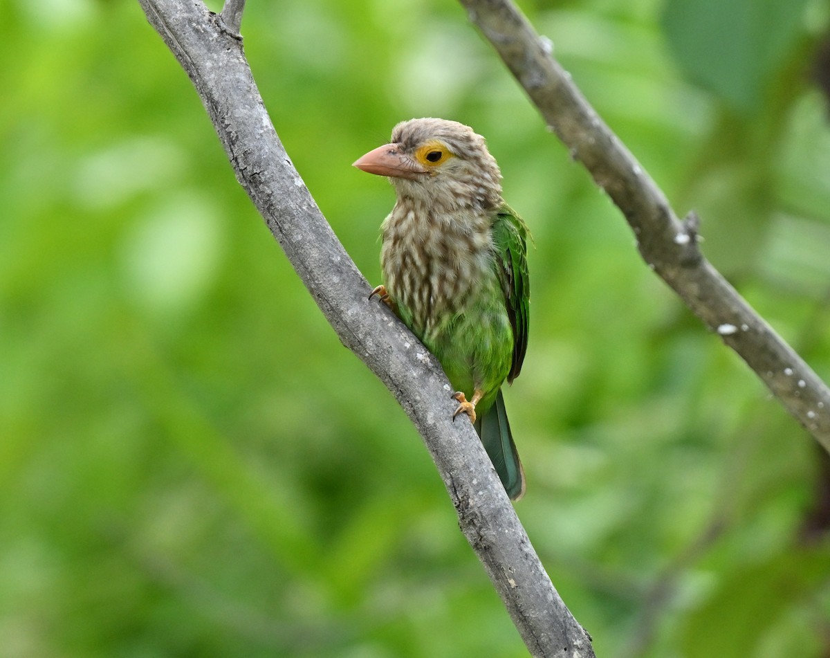 Lineated Barbet - ML646636671