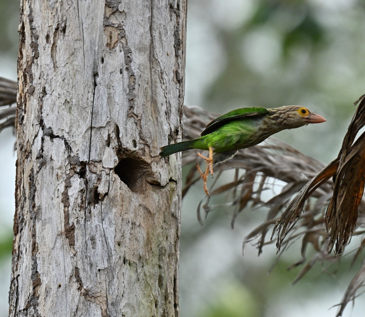 Lineated Barbet - ML646636672