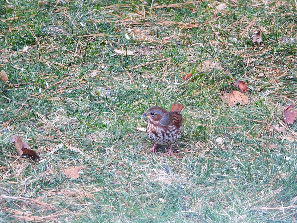 Fox Sparrow - ML646636674