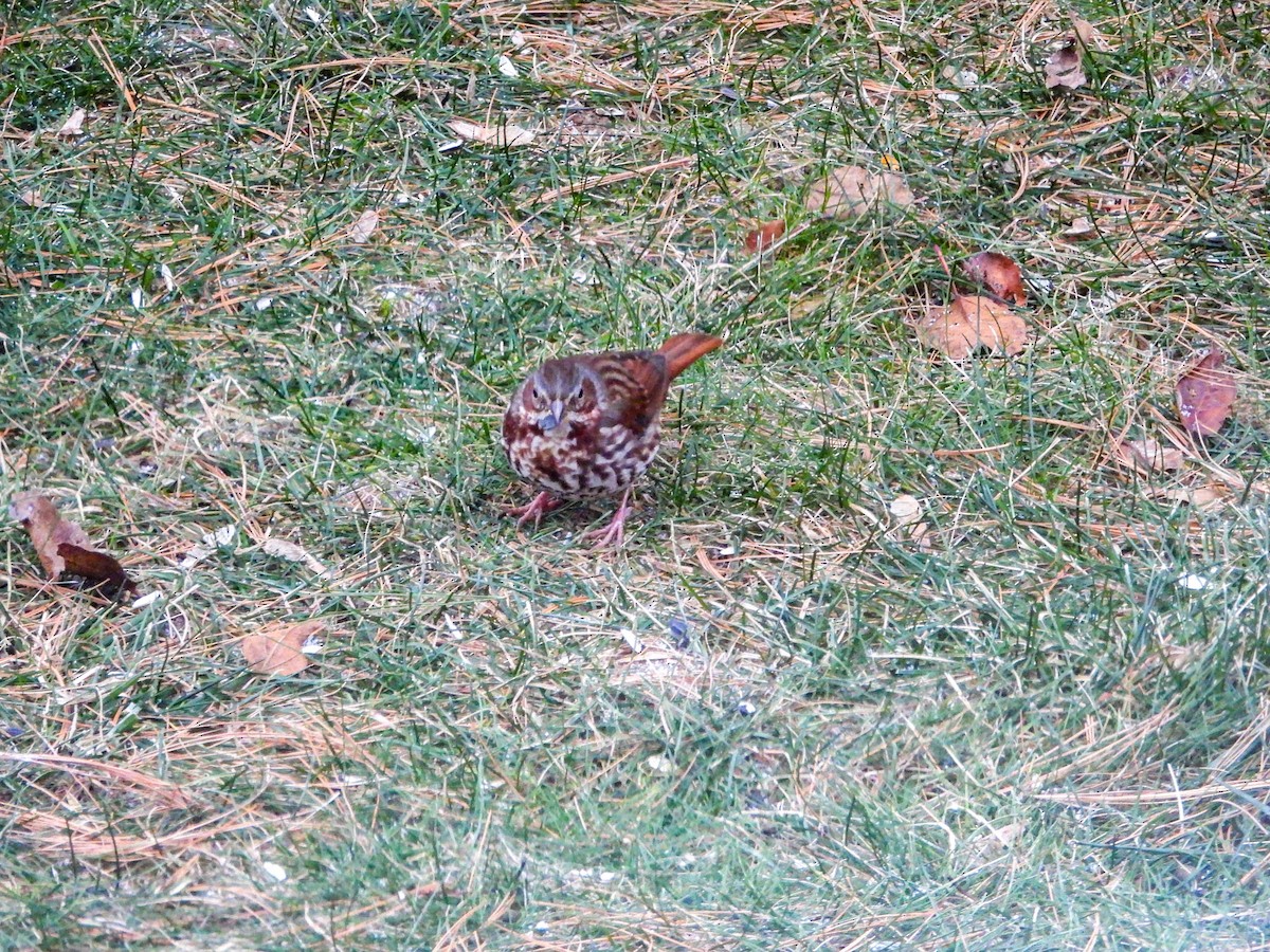 Fox Sparrow - ML646636675