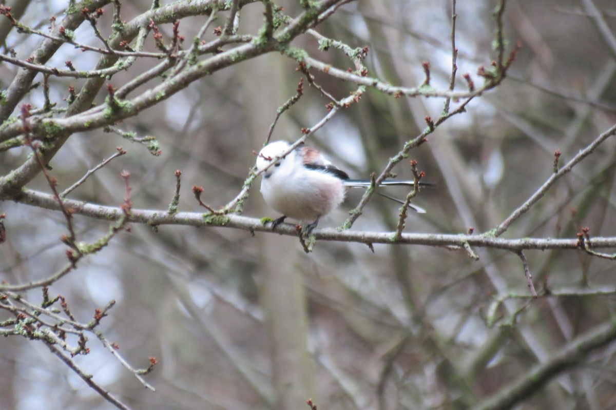 Ополовник - ML646636677