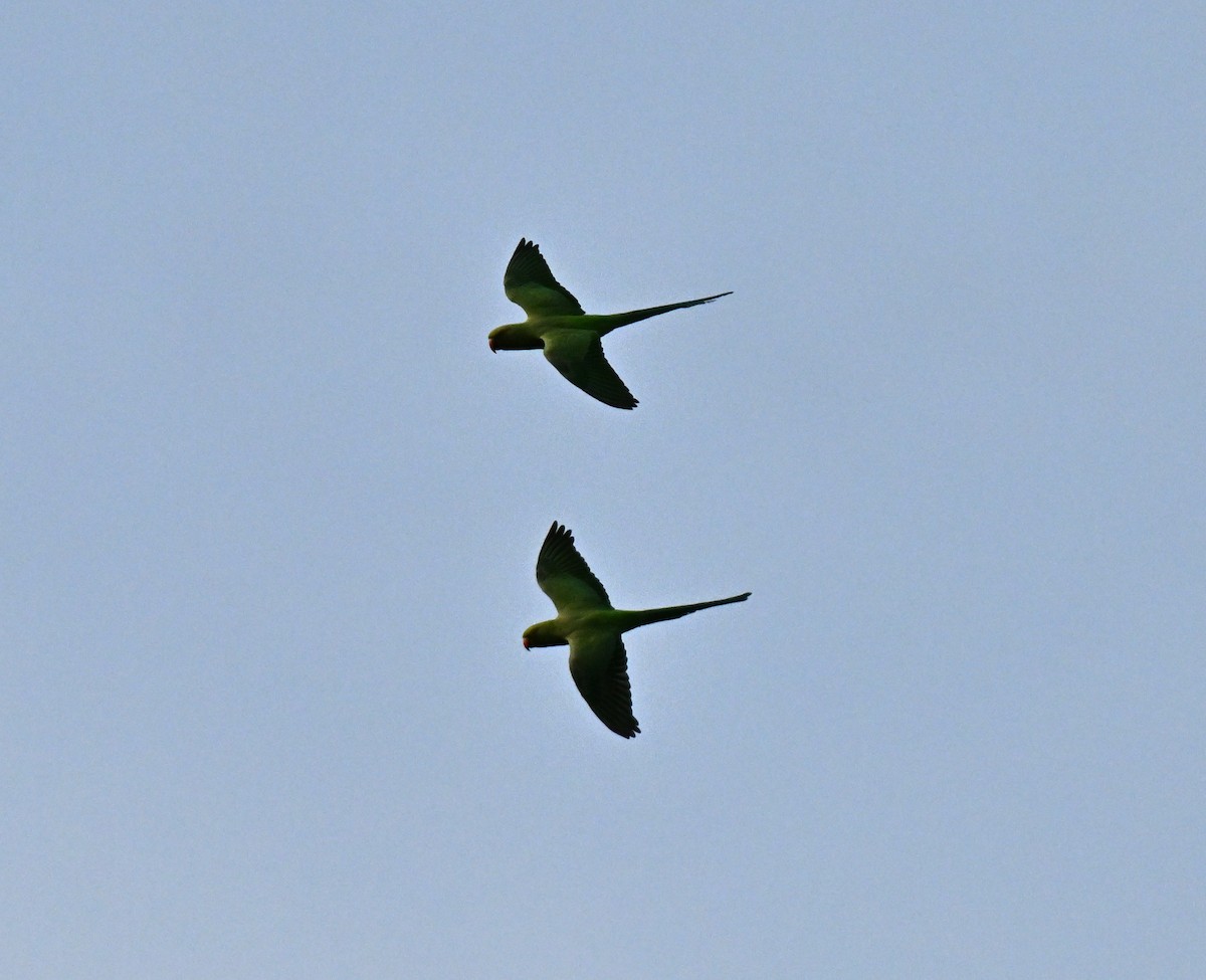 Rose-ringed Parakeet - ML646636678