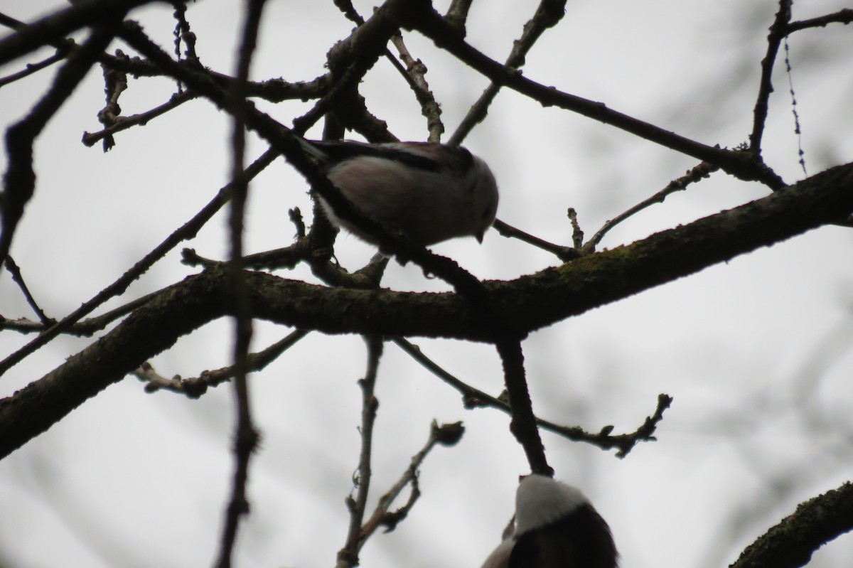 Ополовник - ML646636682