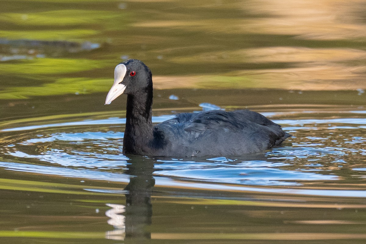Eurasian Coot - ML646636696