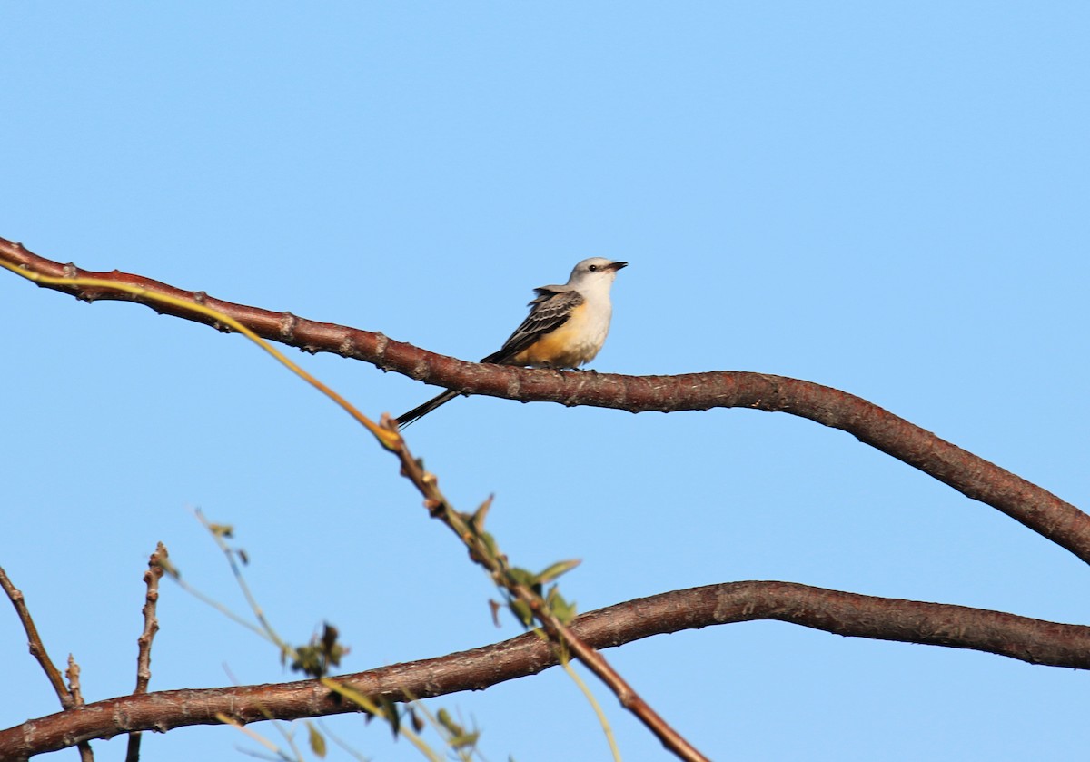 Scissor-tailed Flycatcher - ML646636698