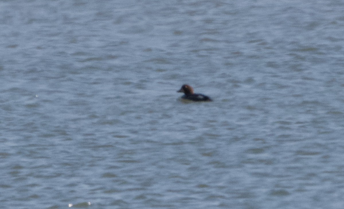 Garrot à oeil d'or - ML646636699