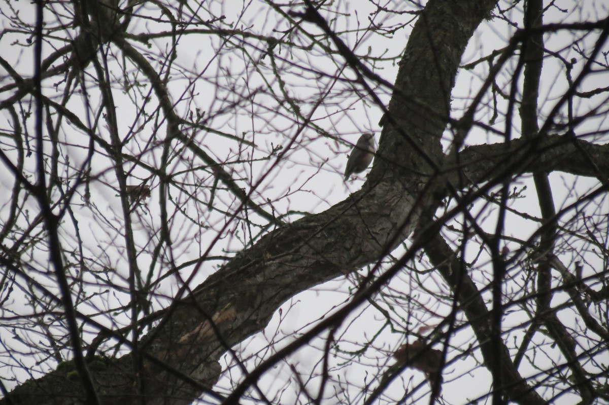 Обыкновенный поползень - ML646636700