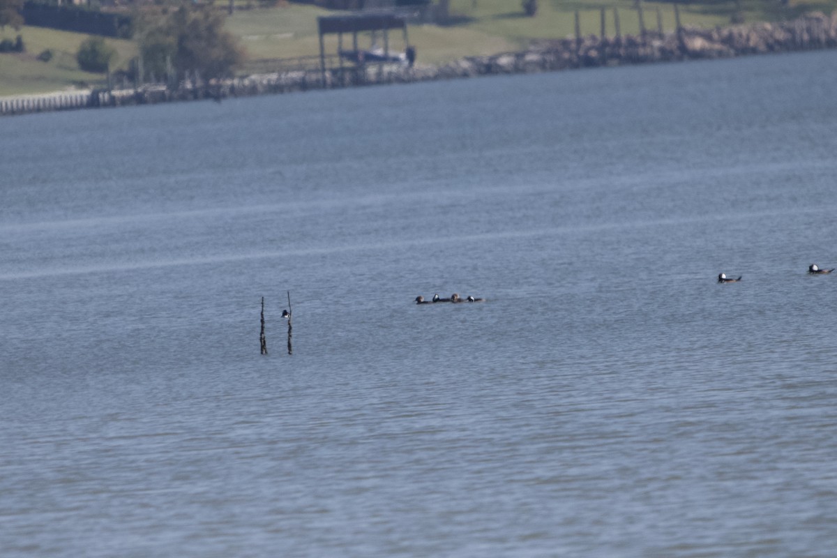 Harle couronné - ML646636703