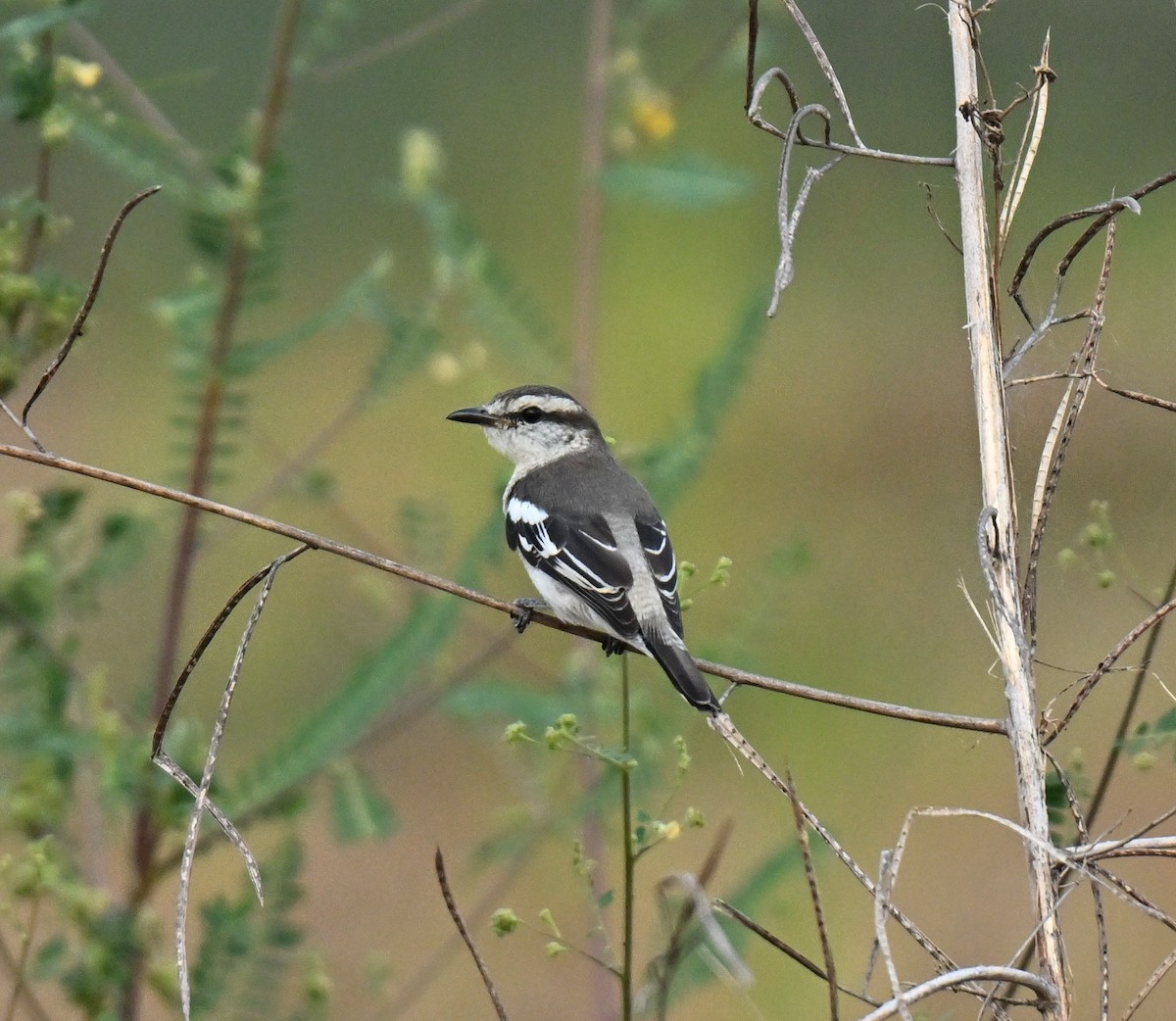 Pied Triller - ML646636704