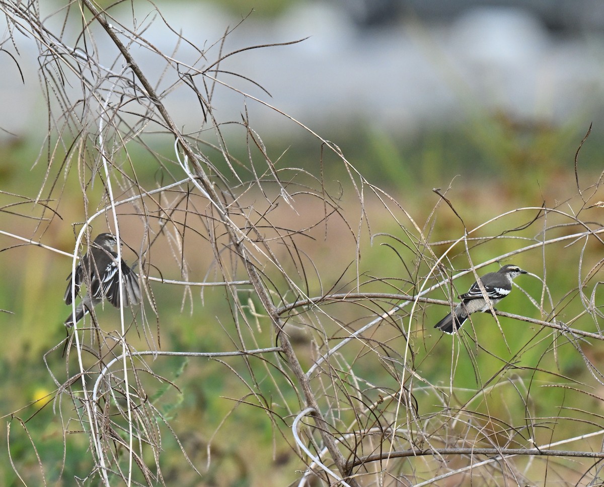 Pied Triller - ML646636705