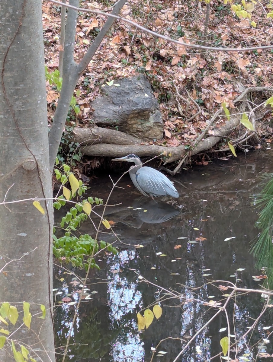 Kanadareiher - ML646636706