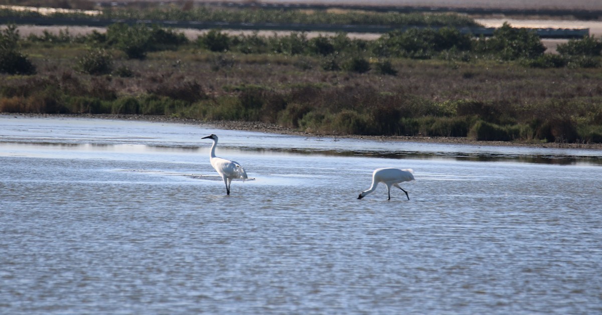 Whooping Crane - ML646636707