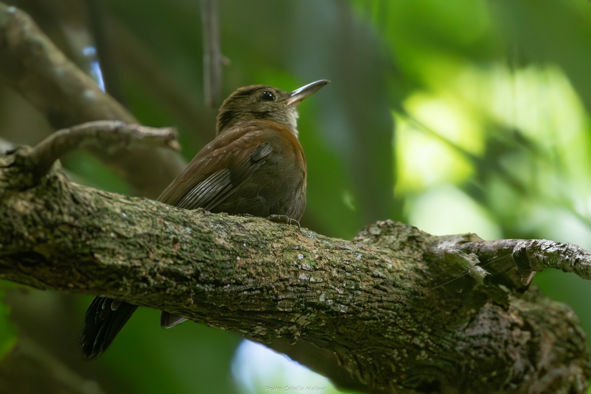 Gri Gerdanlı Yaprakçeviren - ML646636708