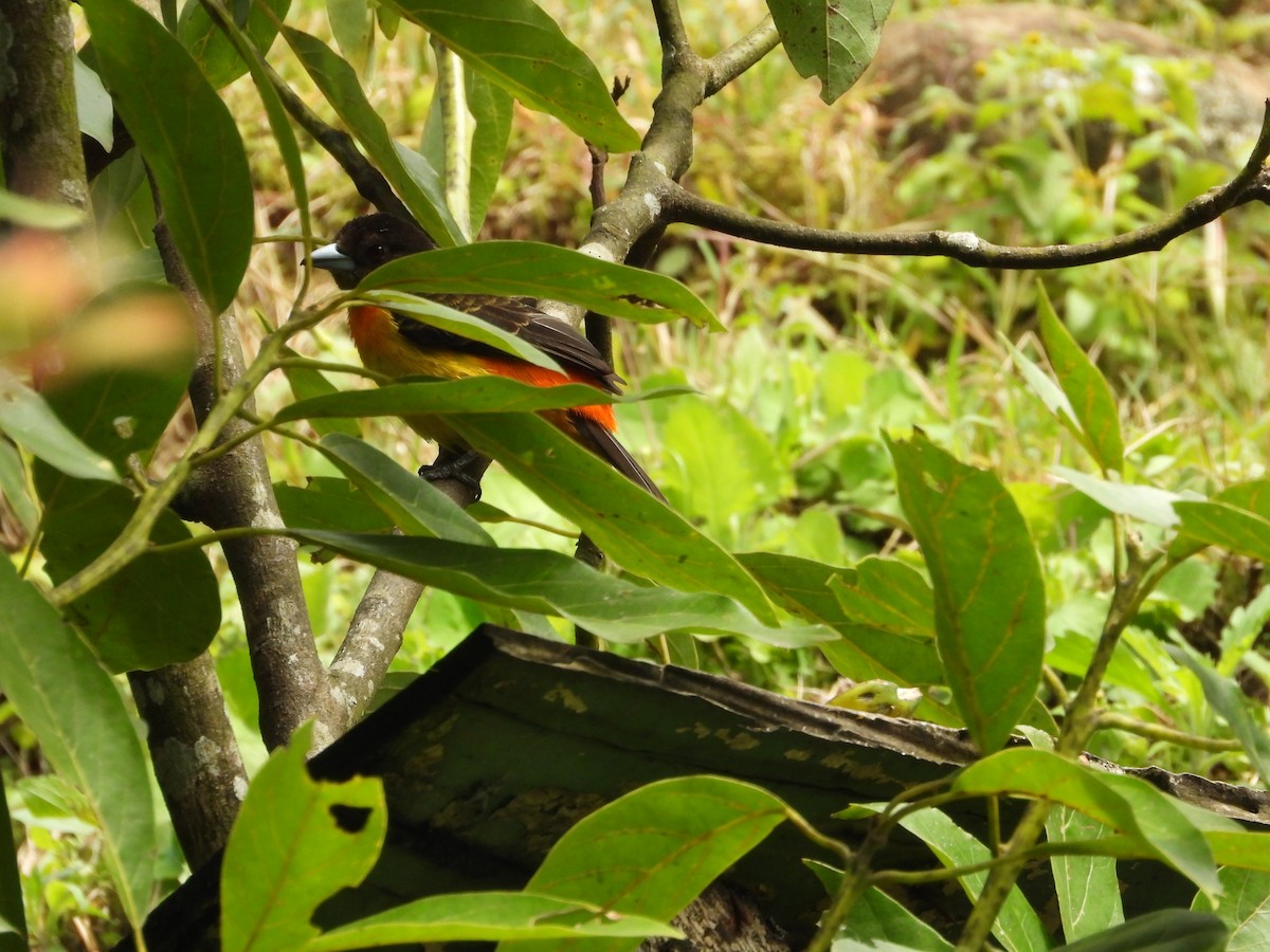 Flame-rumped Tanager - ML646636709