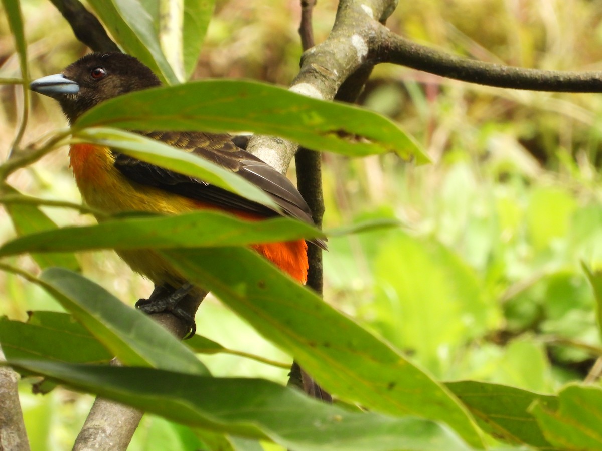 Flame-rumped Tanager - ML646636710