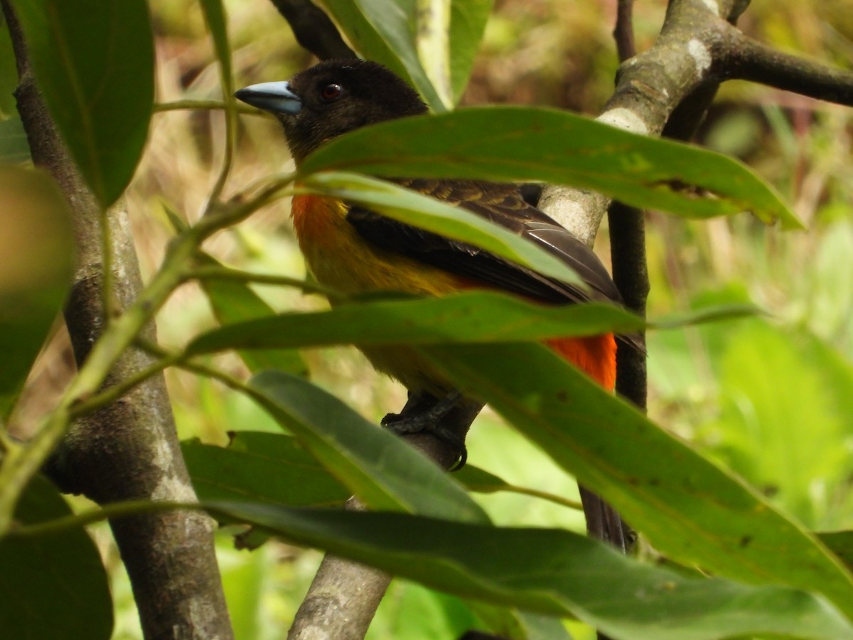 Flame-rumped Tanager - ML646636711