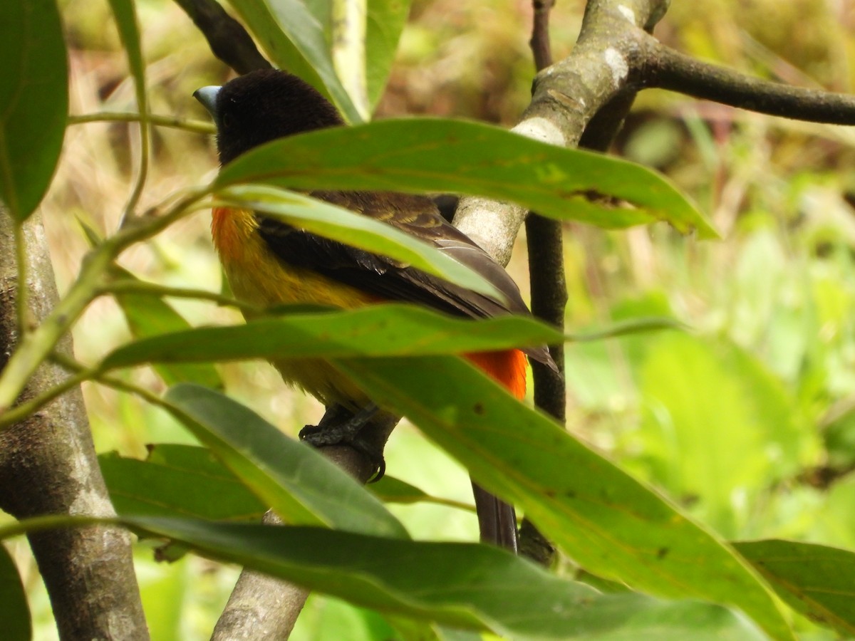 Flame-rumped Tanager - ML646636712