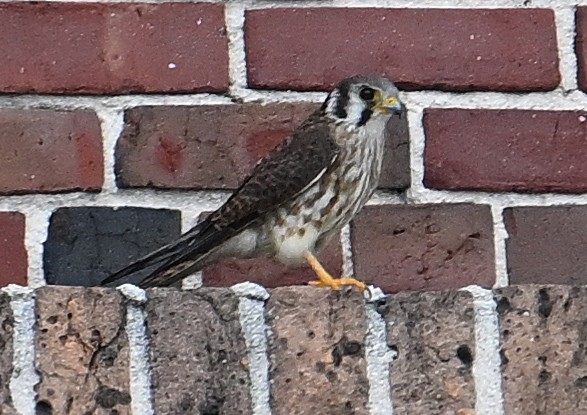 American Kestrel - ML646636713