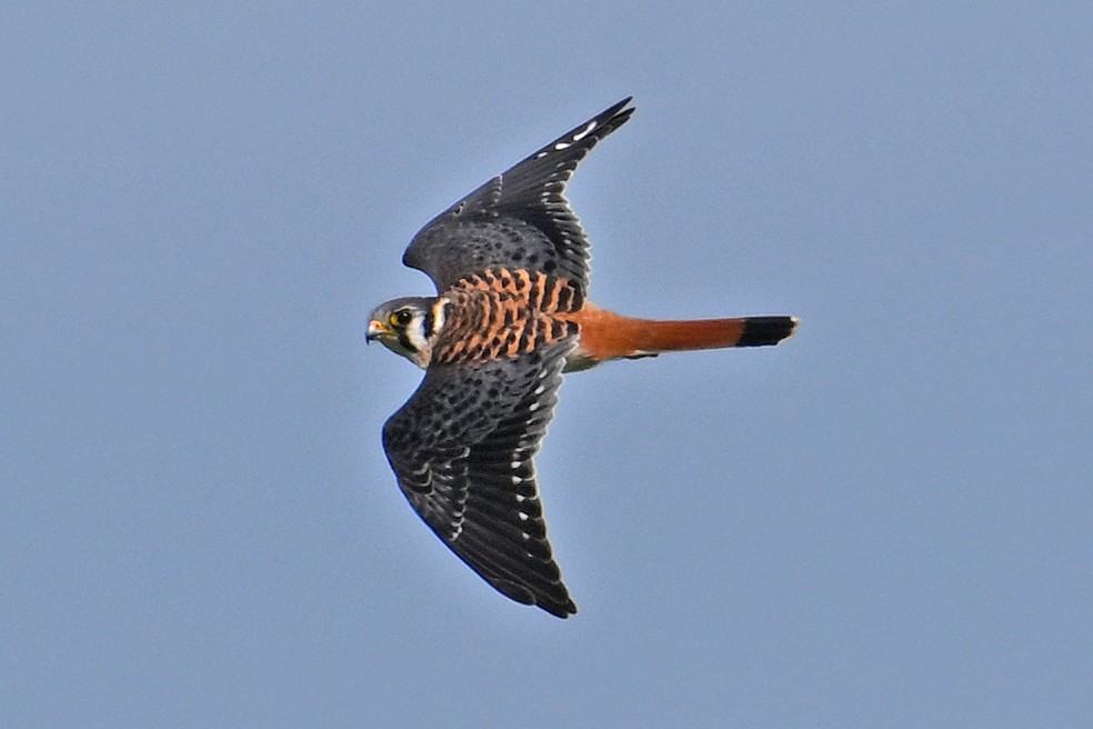 American Kestrel - ML646636714