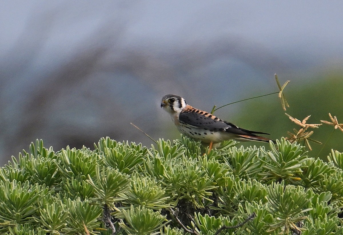 American Kestrel - ML646636715