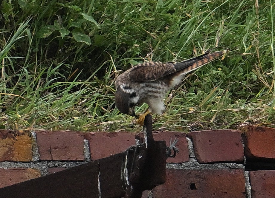 American Kestrel - ML646636716