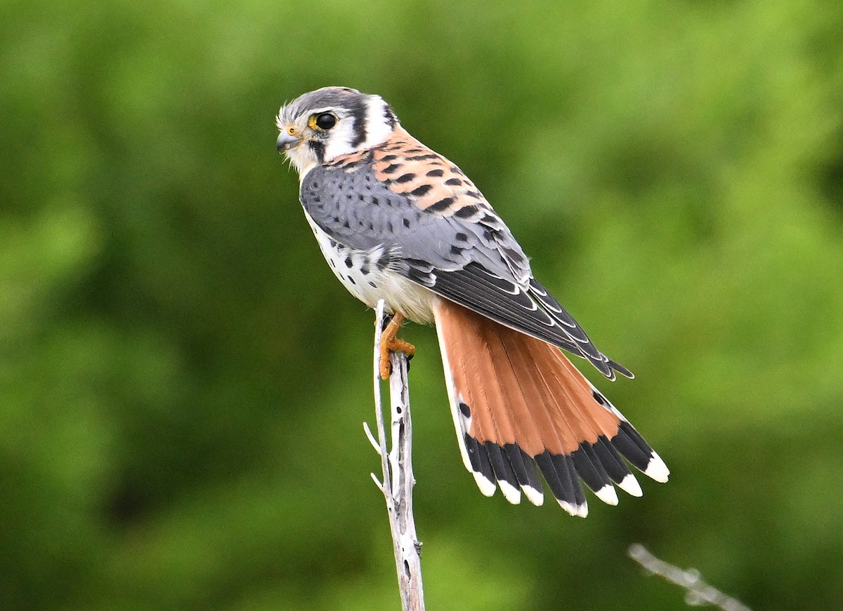 American Kestrel - ML646636717