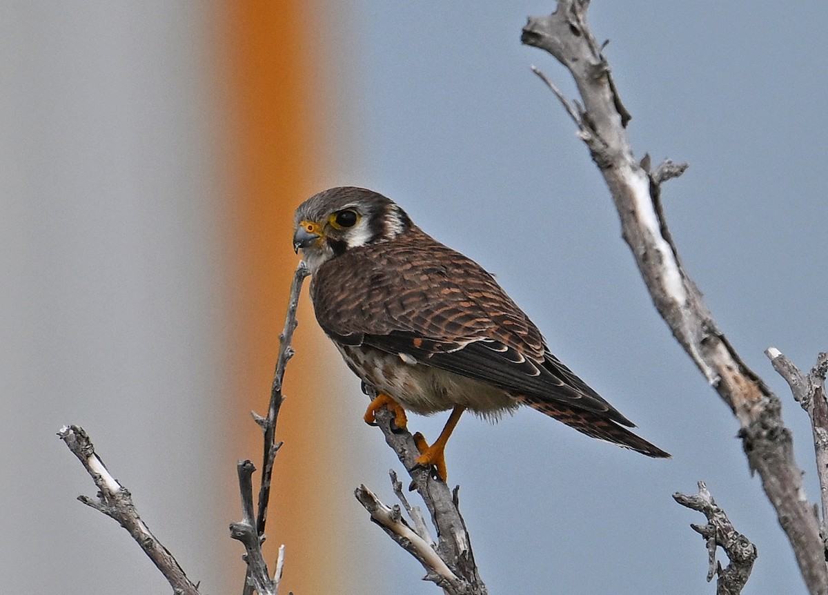 American Kestrel - ML646636718