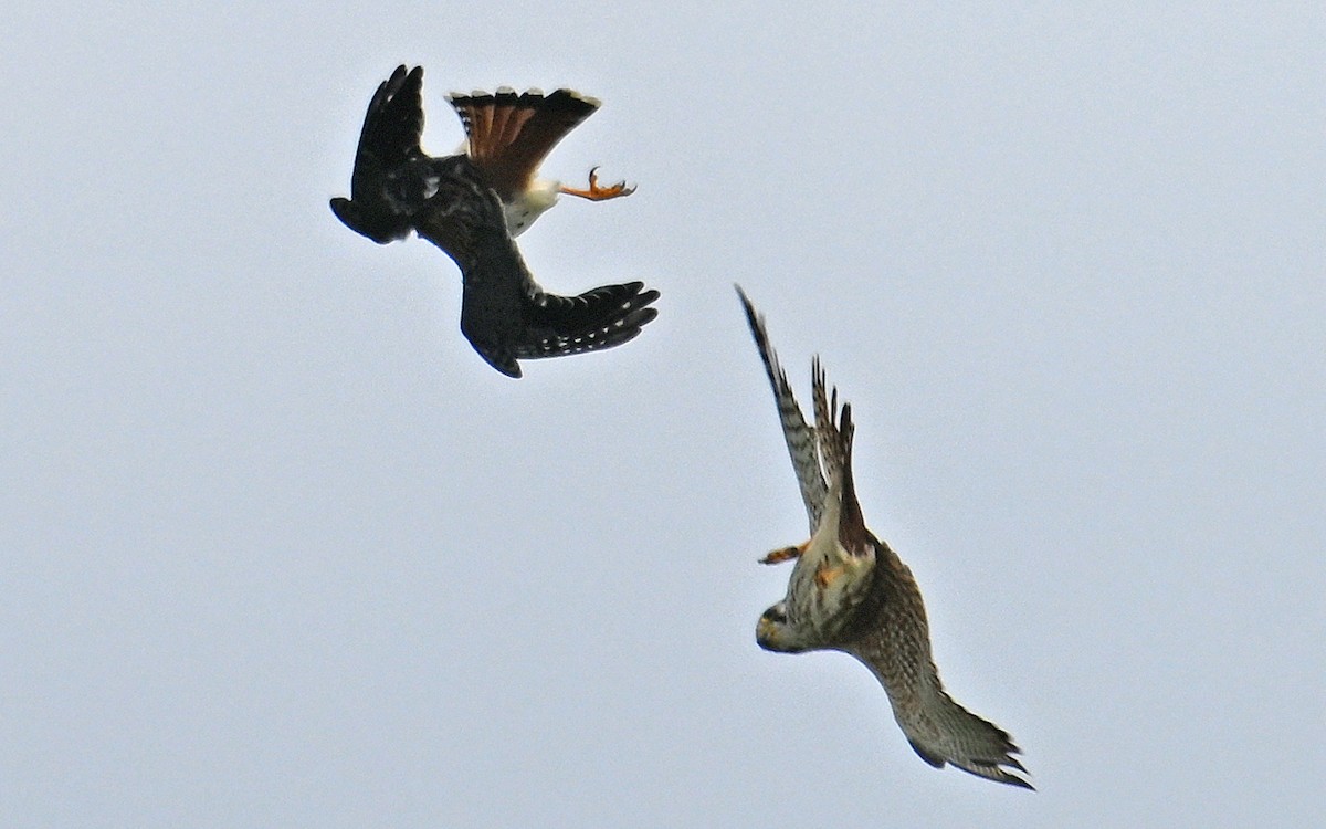 American Kestrel - ML646636719