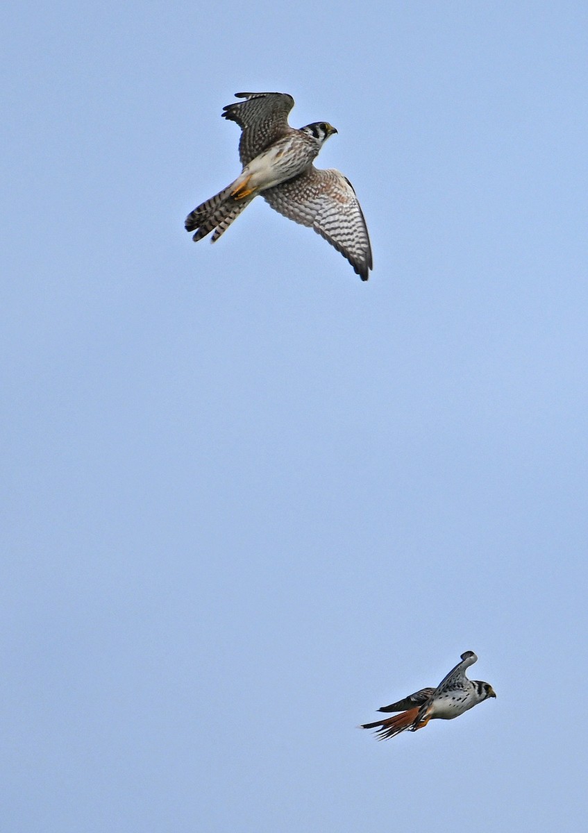 American Kestrel - ML646636720