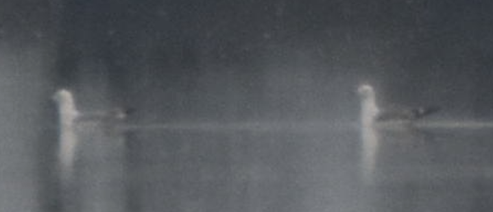 gull sp. - ML646636724