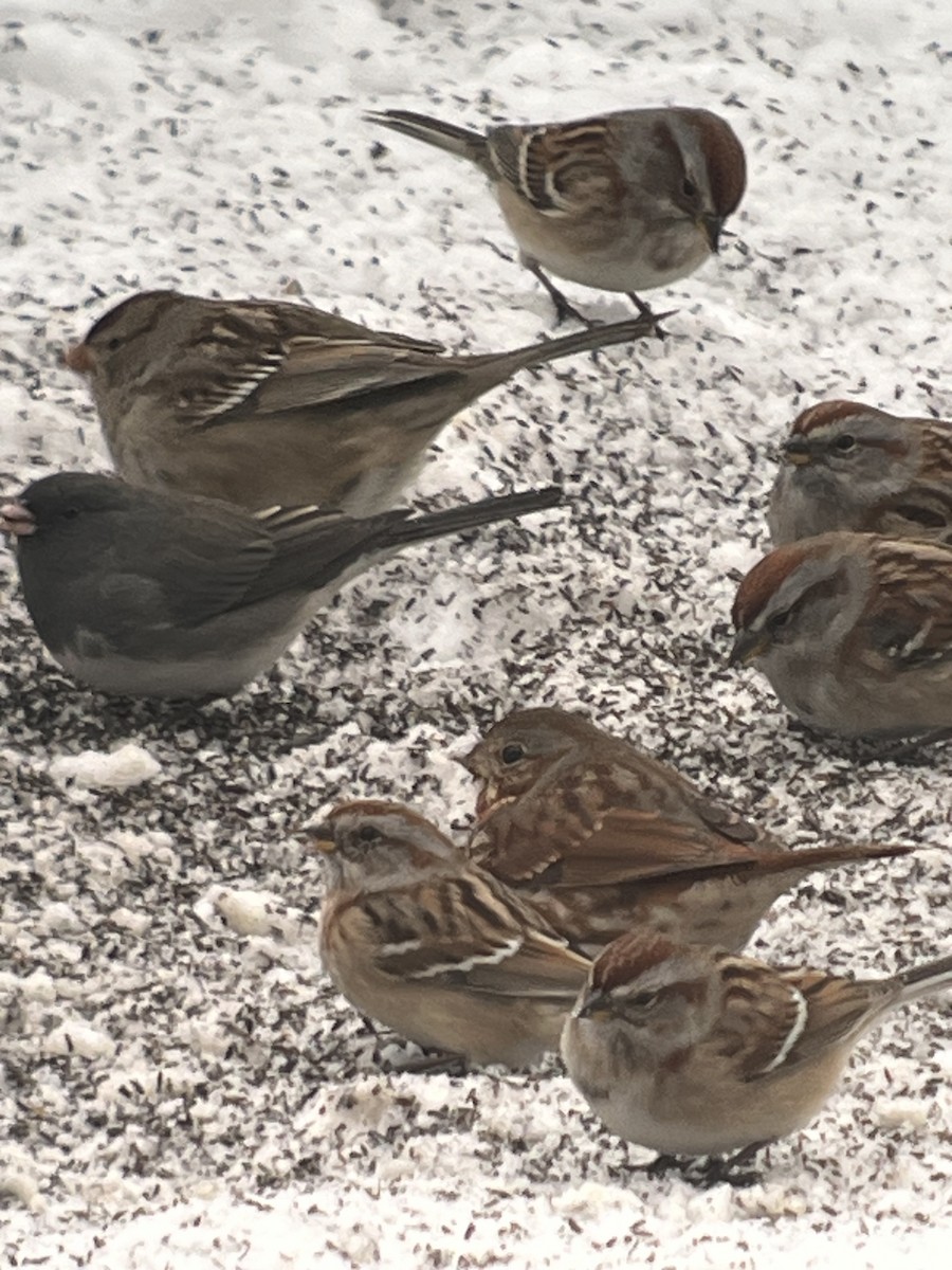 Fox Sparrow - ML646636725