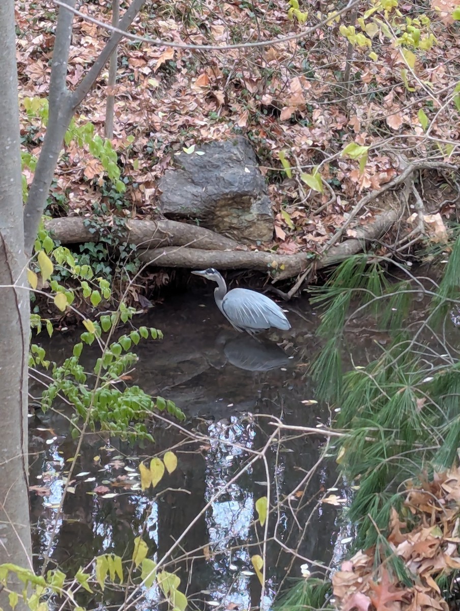 Great Blue Heron - ML646636726